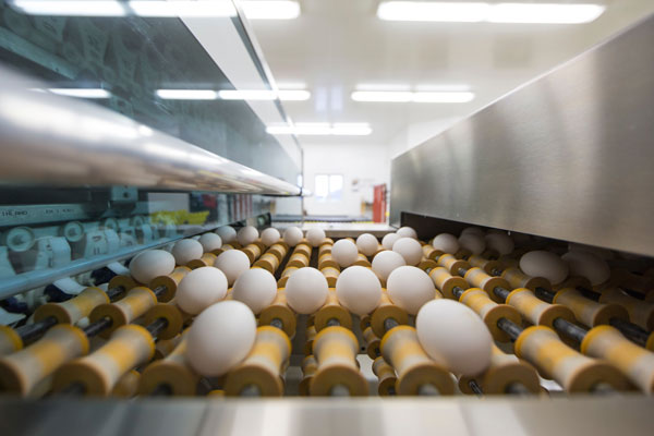 Eisses-Poultry