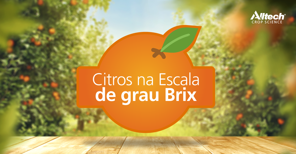 Escala-Brix Link