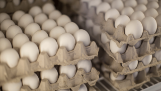 Increase egg production header-3