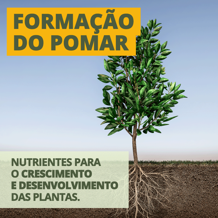 Formação do Pomar