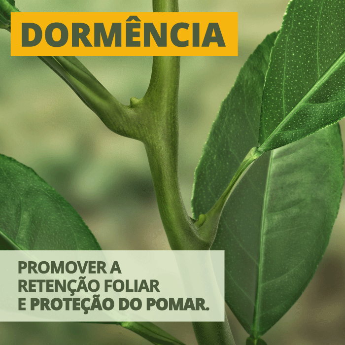 Dormência