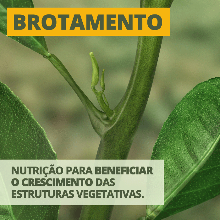 Brotamento