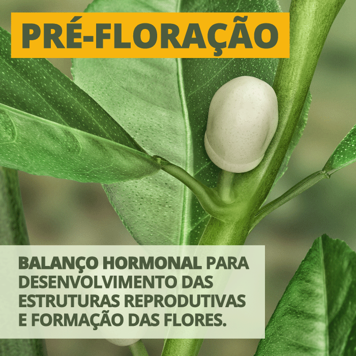 Pré-floração