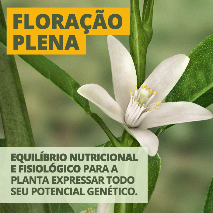 Floração plena