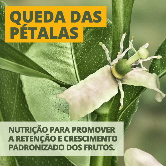 Queda das pétalas