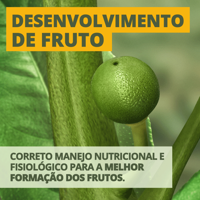 Desenvolvimento de fruto