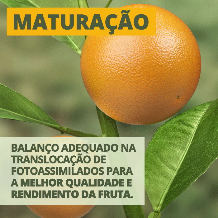 Maturação