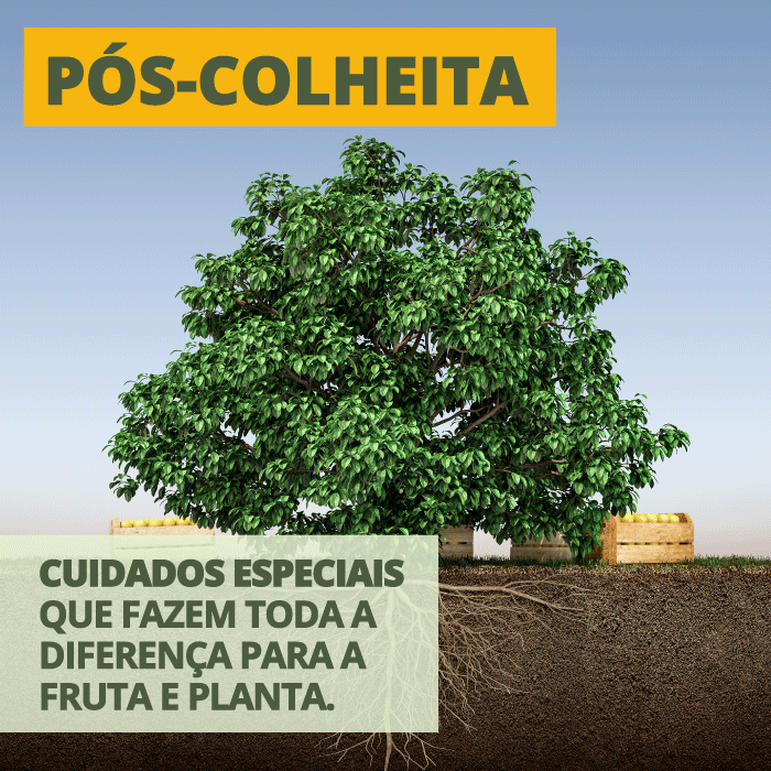 Pós-colheita