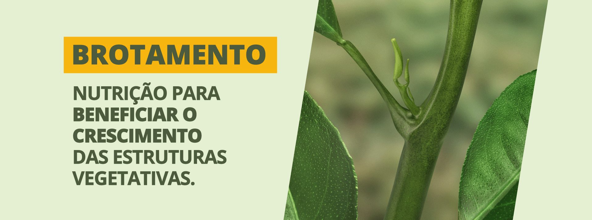 Brotamento