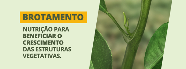 Brotamento