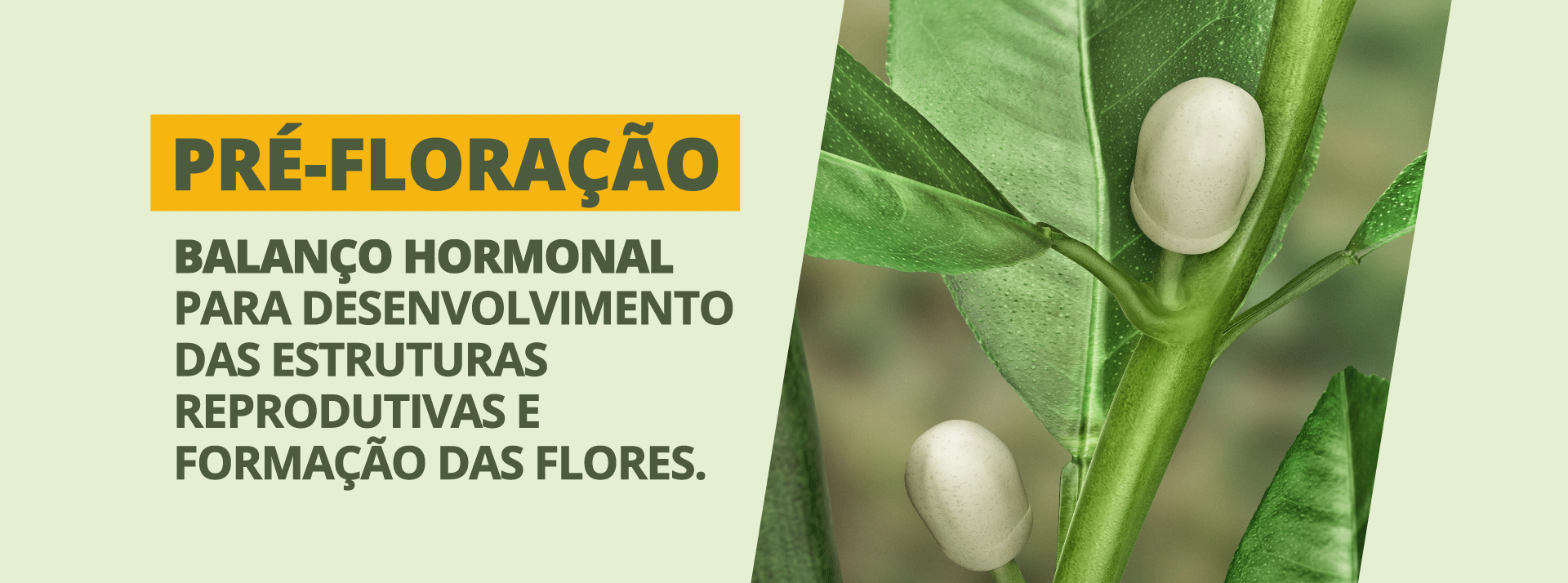 Pré-floração