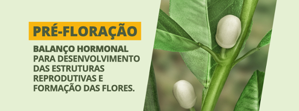 Pré-floração