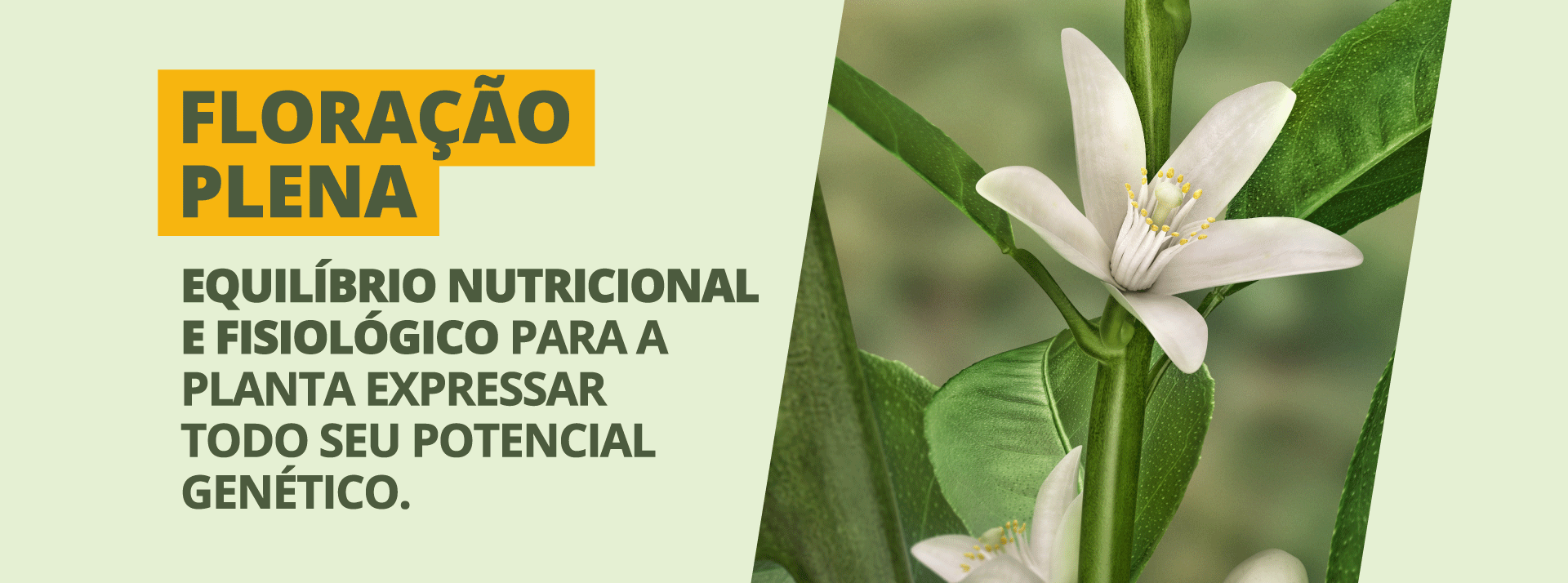 Floração Plena