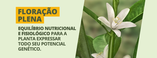 Floração Plena