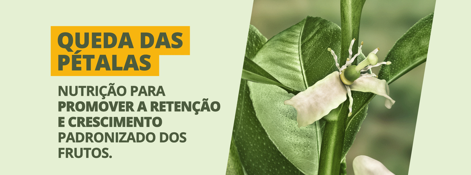 Queda das Pétalas