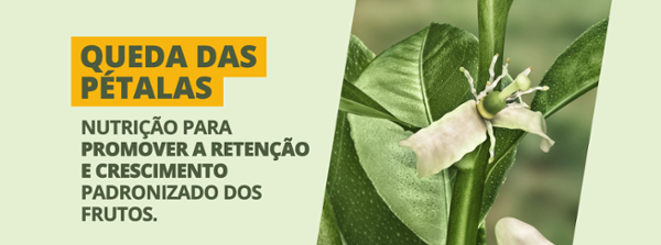 Queda das Pétalas