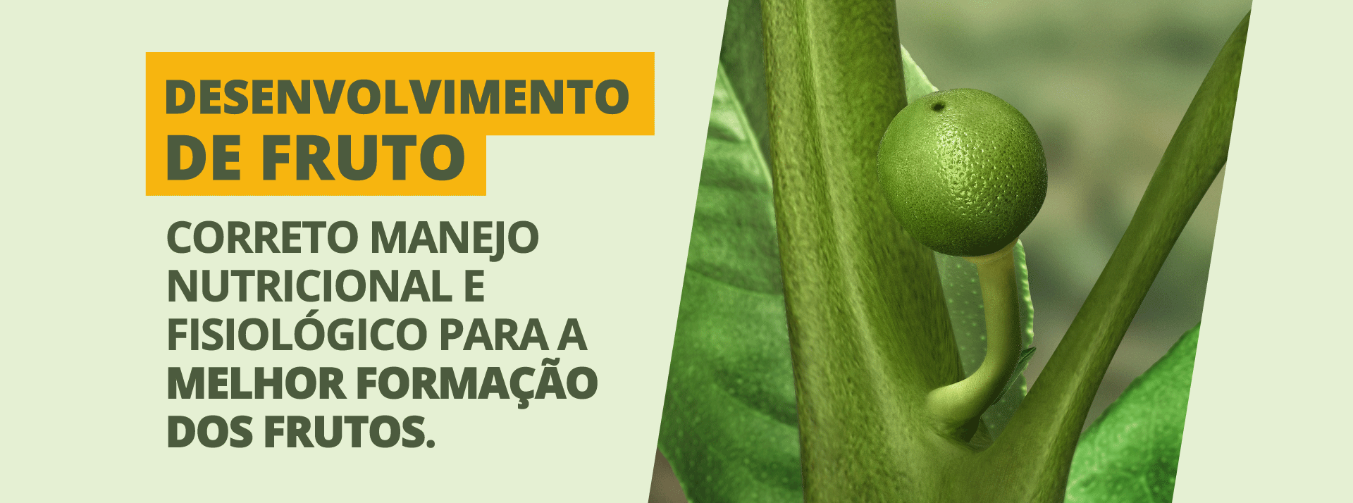 Desenvolvimento do fruto