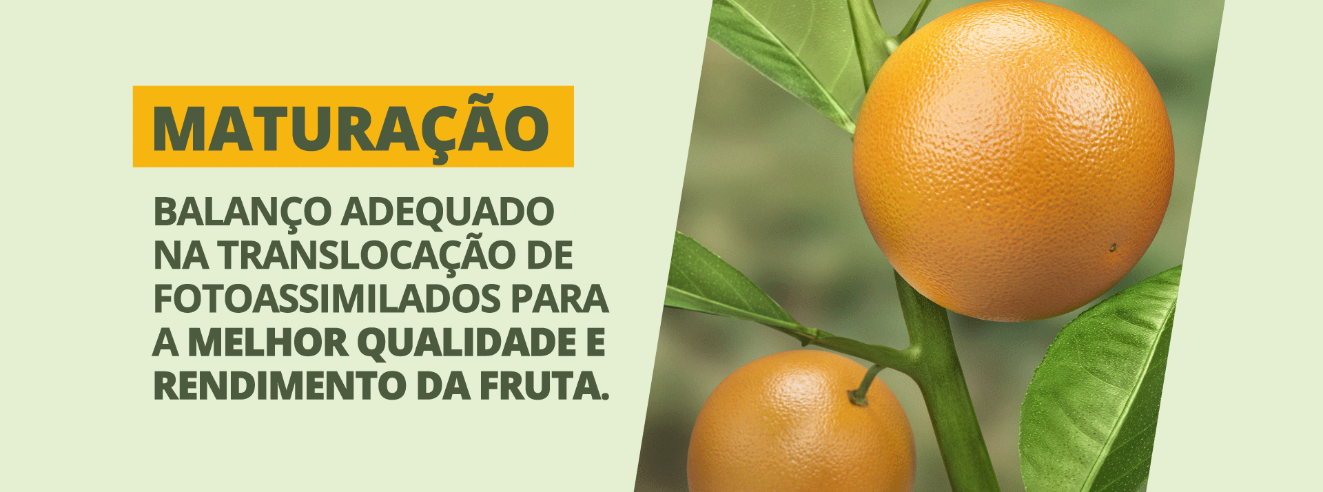 Maturação