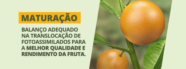 Maturação