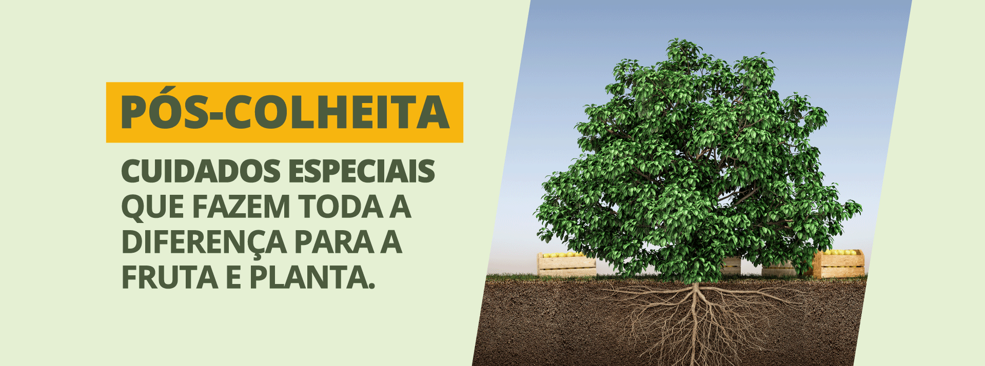 Pós-colheita