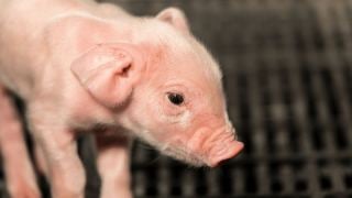 Successful pig production without zinc oxide