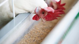 John Cooper: Improving gut health to boost poultry