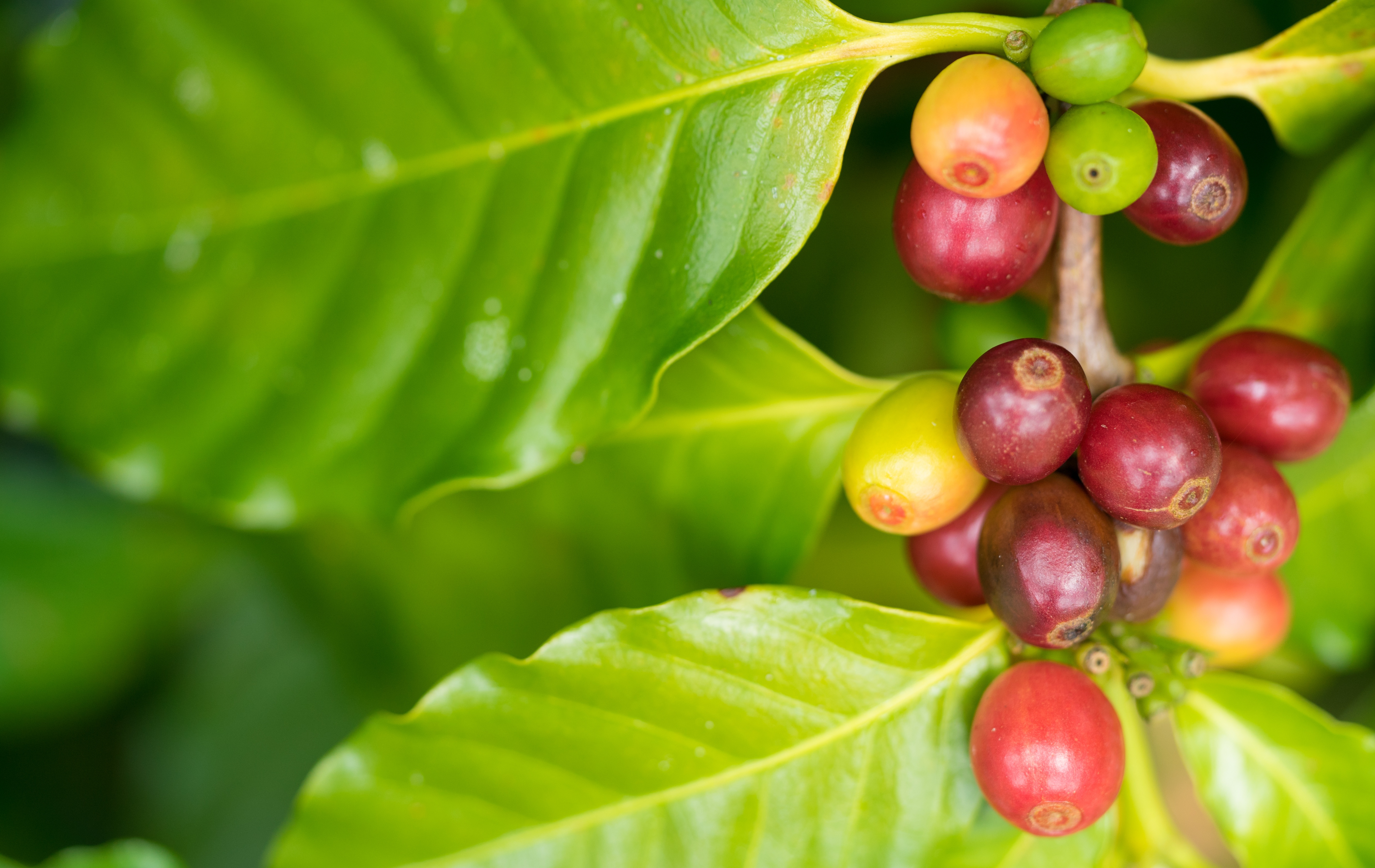 Saiba como cuidar dos frutos de plantas de café