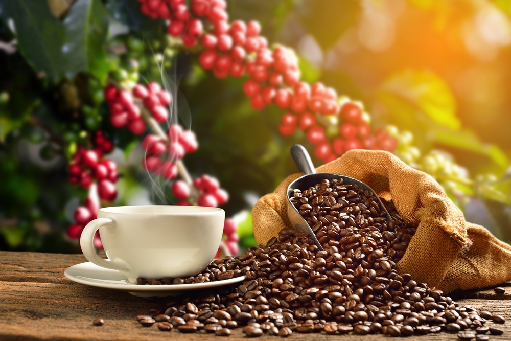 Cafés especiais: um nicho de mercado